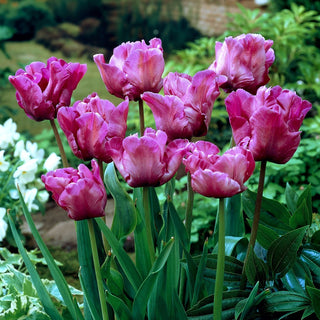 Tulipe perroquet - Parrot Purple - pourpre - Tulipa - Idéal pour différents styles de jardins - 5 bulbes