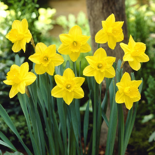 Narcisse - California - Narcissus - Parfait pour massifs et rocailles - 5 bulbes
