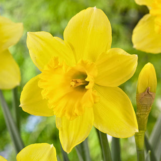 Narcisse - Carlton - Narcissus - Fleurs en trompette jaune intense - 5 bulbes