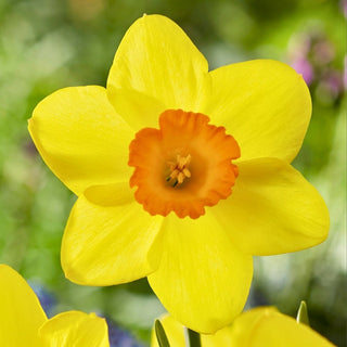 Narcisse - Estremadura - Narcissus - Belles fleurs au début du printemps - 5 bulbes