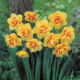 Narcisse - Kiwi Sunset - Narcissus - Explosion printanière jaune et orange - 5 bulbes