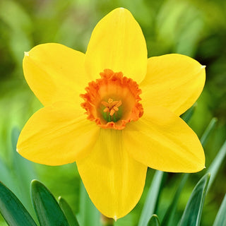Narcisse - Pinza - Narcissus - Grandes fleurs effet waouh au jardin - 5 bulbes