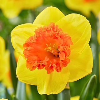 Narcisse - Coral Crown - Narcissus - Accent spectaculaire pour massif printanier - 5 bulbes