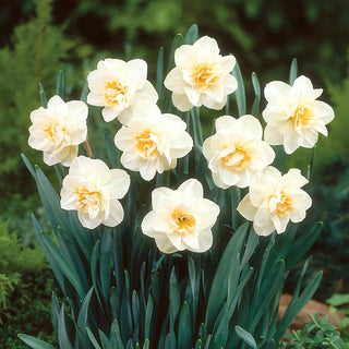 Narcisse - Madison - Narcissus - Parfum subtil, fleur élégante - 5 bulbes