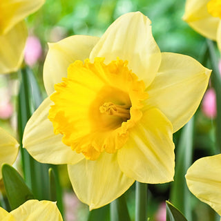Narcisse - Signor - Narcissus - Beau en isolé ou en groupe - 5 bulbes