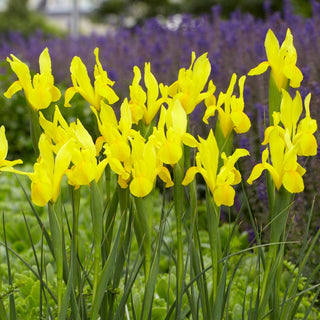 Iris de Hollande - Strongold - Iris - Éclat ensoleillé au jardin - 10 bulbes
