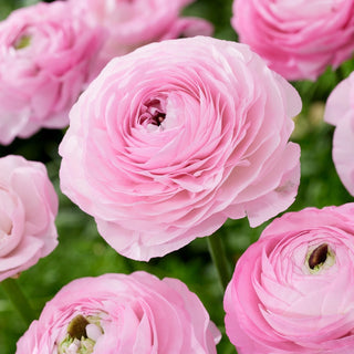 Renoncule - rose clair - Ranunculus - Apporte une atmosphère romantique au jardin - 10 bulbes