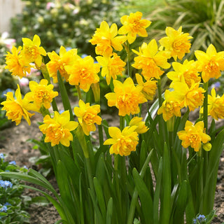 Narcisse - Tete Boucle - Narcissus - Premières couleurs du début du printemps - 5 bulbes