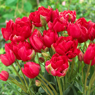 Tulipe - Estatic - Tulipa - Tulipe pivoine à fleurs doubles - 5 bulbes