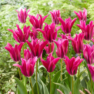 Tulipe - Purple Doll - Tulipa - Pétales dentelés décoratifs - 5 bulbes