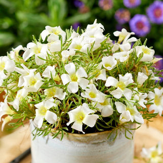 Oxalis - White Spider - Petite taille, grand effet - 2 bulbes