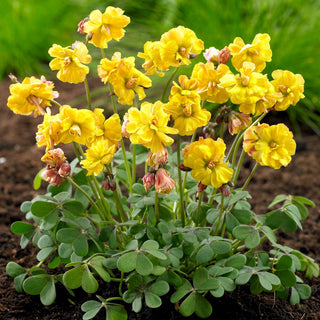 Oxalis - Double Trouble - Composition romantique, résistance - 2 bulbes
