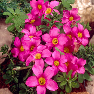 Oxalis hirta - Gothenburg - Beauté compacte, robustesse - 2 bulbes