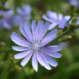 Chicorée sauvage - Idéale pour un jardin écologique - Cichorium intybus - 100 g - Graines Premium