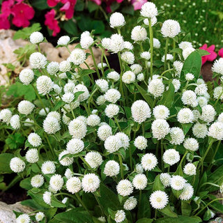Gomphrena Globosa - Blanc - Blanc subtil dans les compositions de bouquets - Gomphrena globosa