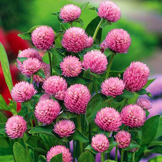 Gomphrena Globosa - Rose - Rose romantique pour massifs et bouquets - Gomphrena globosa