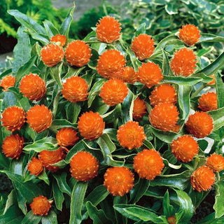 Gomphrena Globosa - Saumon - Teinte saumon chaude et subtile - Gomphrena globosa
