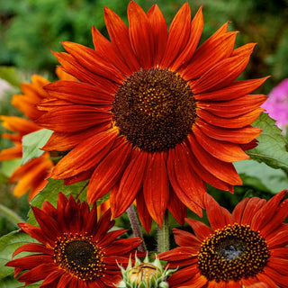Tournesol - Velvet Queen - Couleur rouge foncé originale - Helianthus annuus - Sachet géant - 1 kg