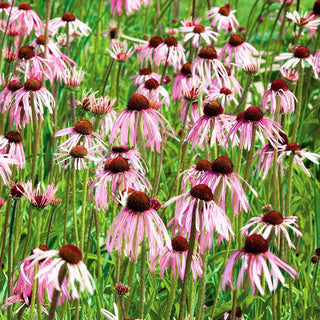Échinacée pâle - Magnifique, médicinale et très appréciée des abeilles - Echinacea pallida