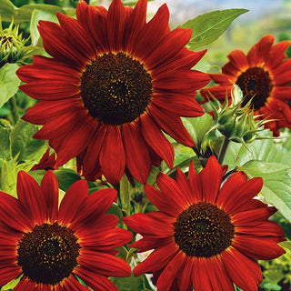 Tournesol - Velvet Queen - Superbes fleurs rouge acajou, l'élégance à l'état pur - Helianthus annuus