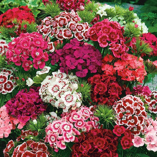 Œillet de Poète - Mélange simple - Coloré et parfumé, parfait pour les massifs - Dianthus barbatus