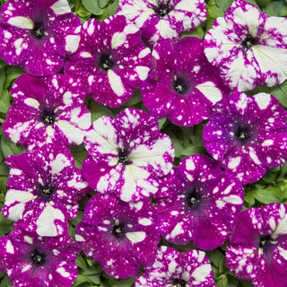 Pétunia - Dot Star F1 - Dark Violet - Motif étoilé unique, un violet qui attire le regard - Petunia hybrida
