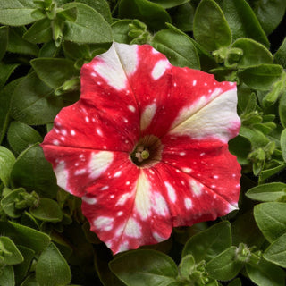 Pétunia - Dot Star F1 - Red - Rouge flamboyant avec des étoiles blanches, fascinant - Petunia hybrida