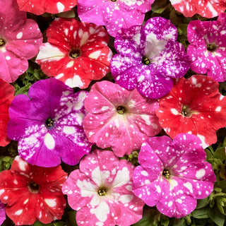 Pétunia - Dot Star F1 - Mélange - Un ciel étoilé coloré dans votre pot - Petunia hybrida