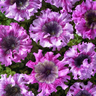 Pétunia - Superbissima - Rosea - Énormes fleurs roses aux bords subtilement ondulés - Petunia hybrida