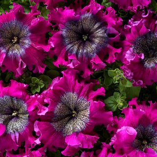 Pétunia - Superbissima - Wine Red - Rouge bordeaux majestueux, floraison gigantesque - Petunia hybrida