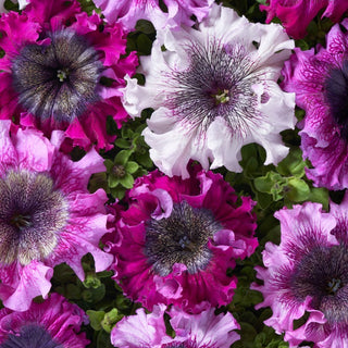 Pétunia - Superbissima - Mélange - Fleurs gigantesques, attirent absolument tous les regards - Petunia hybrida