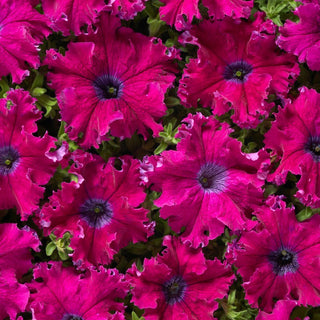 Pétunia - Aphrodite F1 - Purple - Élégantes cascades violettes, fleurit tout l'été - Petunia hybrida