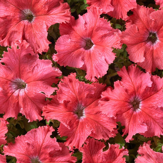 Pétunia - Aphrodite F1 - Salmon - Délicate couleur saumon, une beauté époustouflante - Petunia hybrida