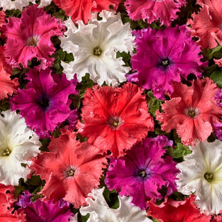 Pétunia - Aphrodite F1 - Mélange - Mélange de couleurs spectaculaire pour votre balcon - Petunia hybrida