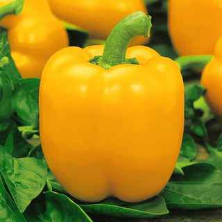 Poivron Yellow California Wonder - Jaune vif, le croquant sucré classique