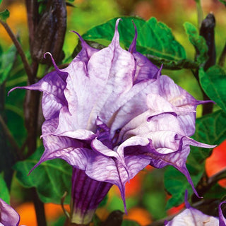 Datura metel - Ballerina - Magnifiques fleurs doubles, parfum merveilleusement enivrant - Datura metel