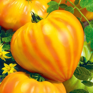 Tomate - Gourmansun F1 - Bicolore, douce comme un fruit tropical