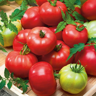 Tomate - Esmira F1 - Délicieuse tomate framboise, très haute résistance