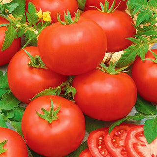 Tomate - Mahitos F1 - Résistante à l'éclatement, gros fruits et rendements immenses