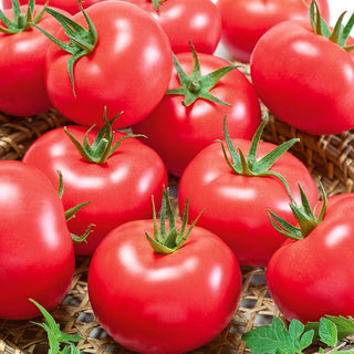 Tomate - Pink King F1 - Le roi des saveurs, incroyablement sucré et juteux
