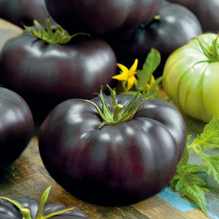 Tomate - Black Beauty - Couleur sombre unique, intérieur extrêmement sucré