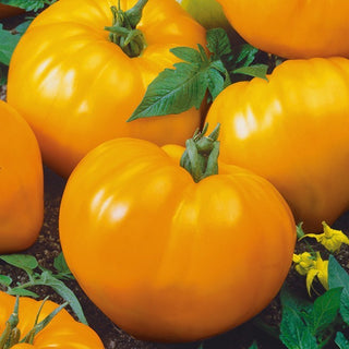 Tomate - Oxheart Orange - Cœur orange, chair très généreuse et saveur douce