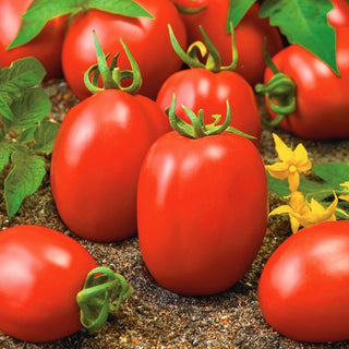 Tomate - Dyno F1 - Imbattable pour les purées, extrêmement productive