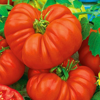 Tomate - Beefsteak - Taille XXL, variété ancienne au goût légendaire