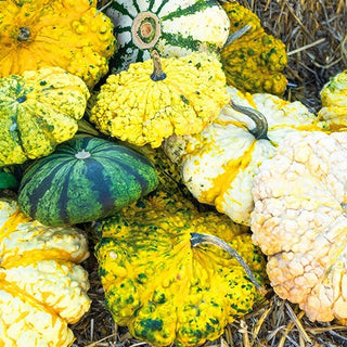 Pâtisson - Strie Melange - Mélange coloré, formes insolites idéales pour la décoration