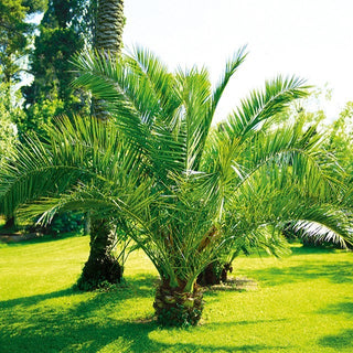 Palmier des Canaries - Vivace, exotique, résistante - Phoenix canariensis - Graines Premium