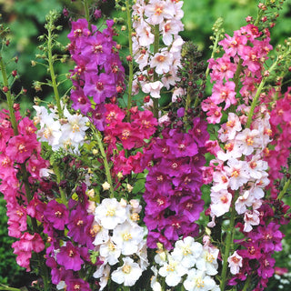 Molène de Phénicie - Se distingue par son bel effet en massifs - Verbascum phoeniceum - Graines Premium
