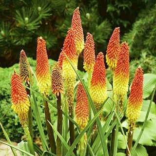 Tritoma, Red Hot Poker - Flaming Torch Illuminating Garden Compositions - Kniphofia uvaria - Premium Seeds