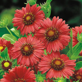Gaillarde Vivace - Burgundy - Couleur intense et floraison prolongée - Gaillardia aristata - Graines Premium