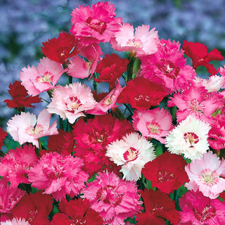 Oeillet mignardise - Mélange - Fleurs pastel, parfaites pour rocailles et massifs - Dianthus plumarius